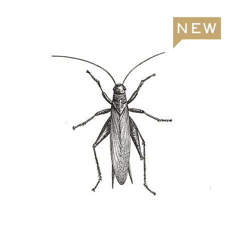 le grillon drawing thumbnail